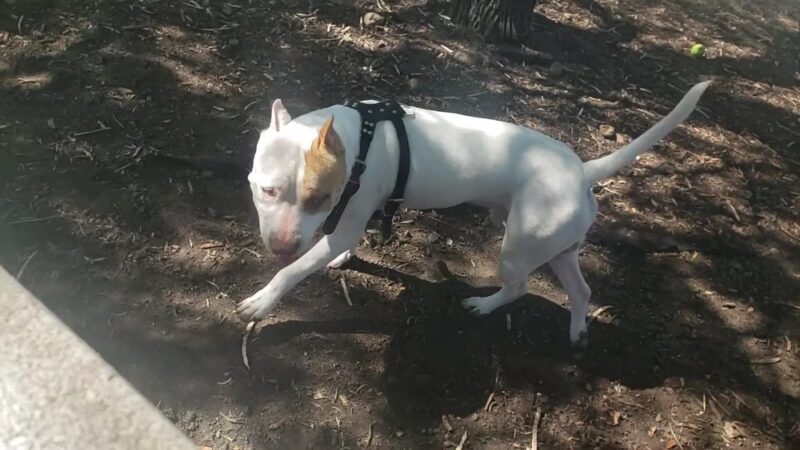 Dog Park - San Antonio, TX