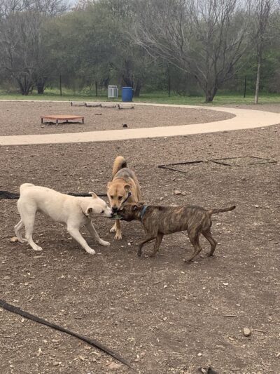Dog Park - San Antonio, TX