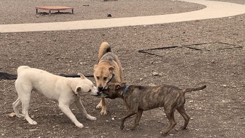 Dog Park - San Antonio, TX