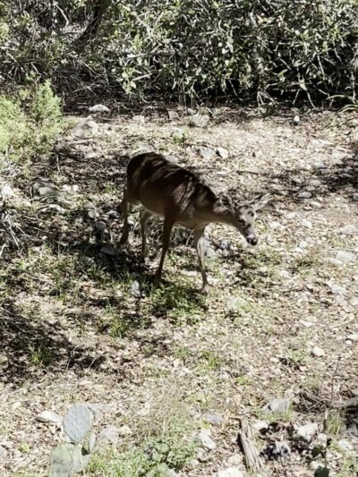 Inwood trailhead at salado creek bike trails - San Antonio, TX