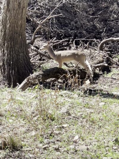 Inwood trailhead at salado creek bike trails - San Antonio, TX