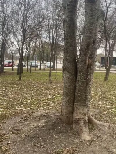 Jane Dubel Park - San Antonio, TX