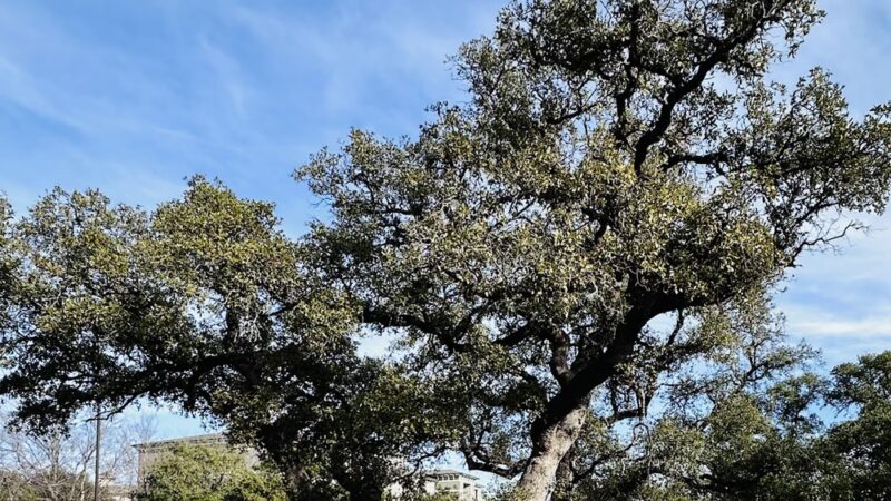 Marquis Trailhead - San Antonio, TX