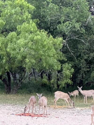McAllister Park - San Antonio, TX