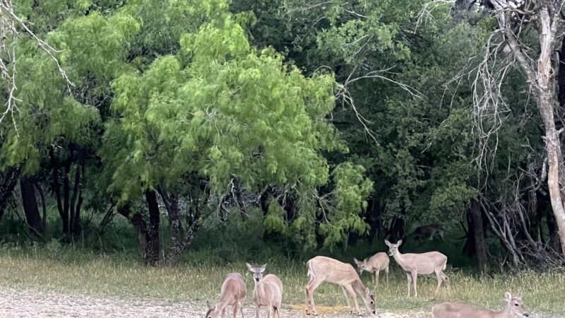 McAllister Park - San Antonio, TX