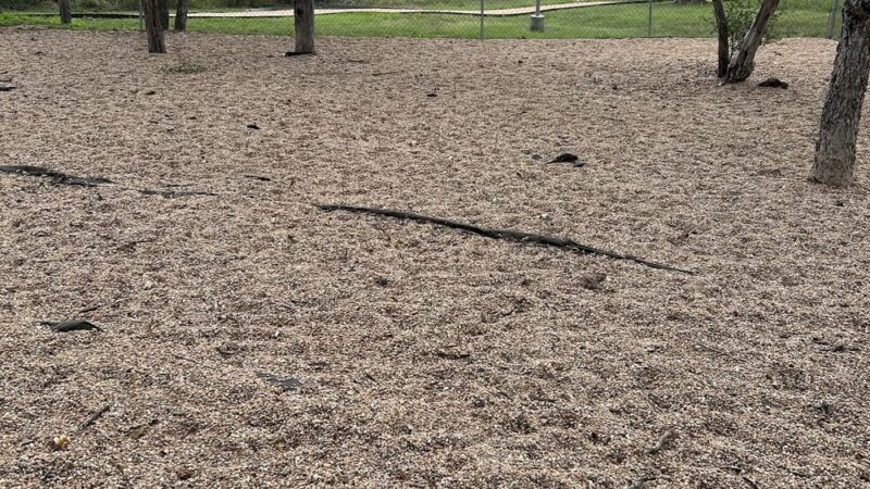 Monterrey Village Wildlife Trail, Playground, and Dog Park - San Antonio, TX
