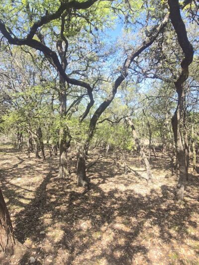 O. P. Schnabel Park - San Antonio, TX