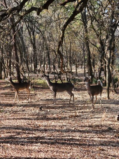 O. P. Schnabel Park - San Antonio, TX