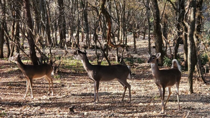 O. P. Schnabel Park - San Antonio, TX