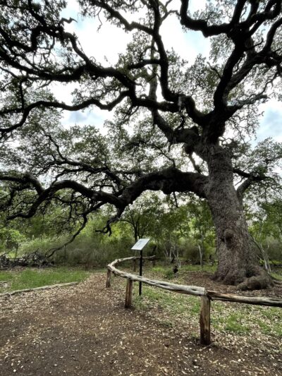 Phil Hardberger Park (East) - San Antonio, TX