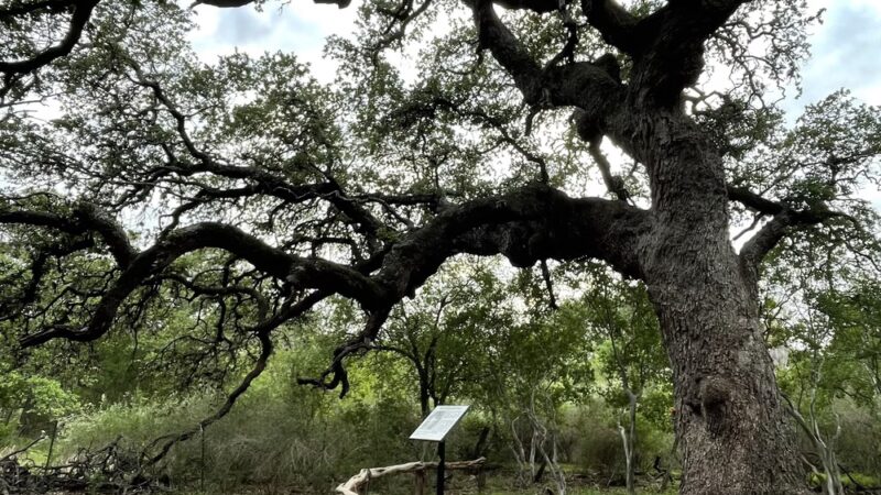 Phil Hardberger Park (East) - San Antonio, TX