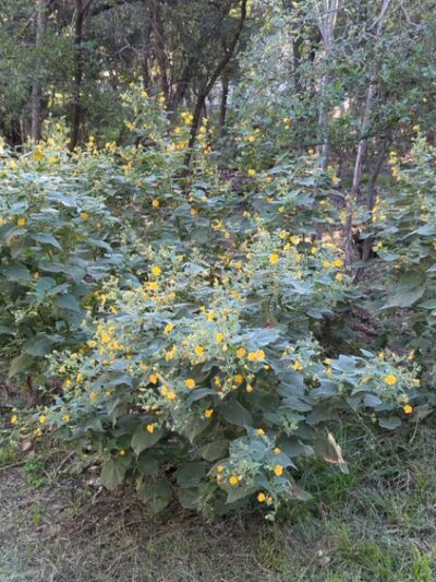Pipers Meadow Park - San Antonio, TX