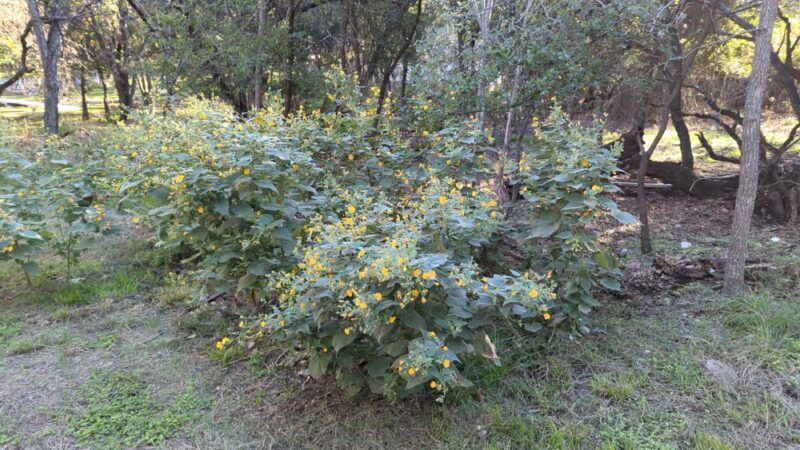 Pipers Meadow Park - San Antonio, TX