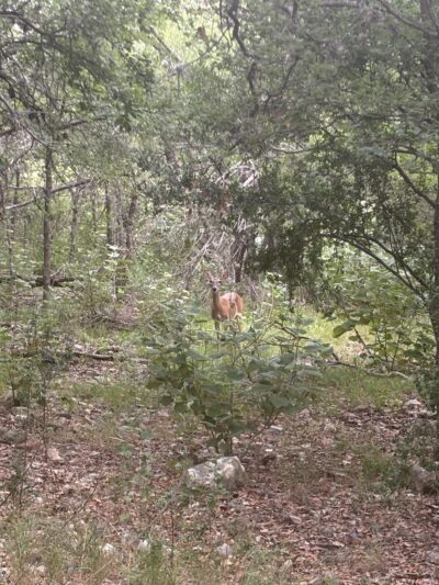 Pipers Meadow Park - San Antonio, TX