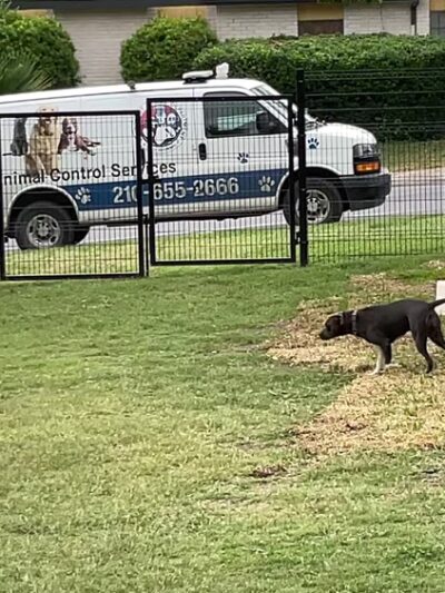 Takas Dog Park - San Antonio, TX