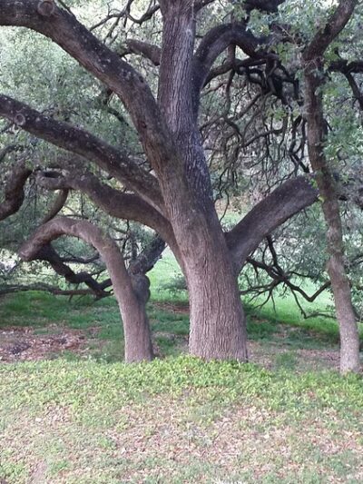 Oak Hills Park - San Antonio, TX