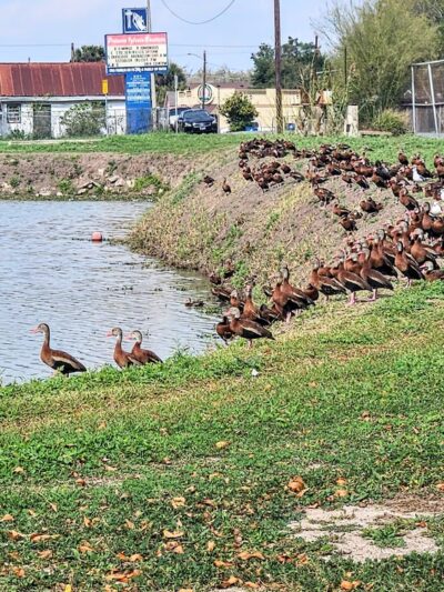 Heavin Park - San Benito, TX