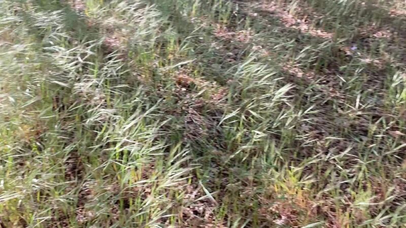 Northshore Trailhead - San Bernardino, CA