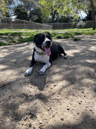 Commodore Dog Park - San Bruno, CA