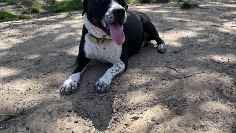 Commodore Dog Park - San Bruno, CA