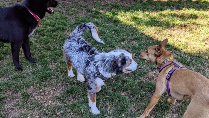 City Hall Dog Park - San Carlos, CA