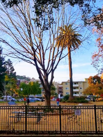 City Hall Dog Park - San Carlos, CA