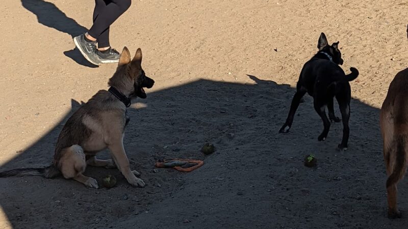 Dog Park - San Diego, CA