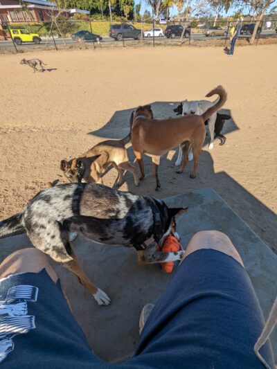 Dog Park - San Diego, CA