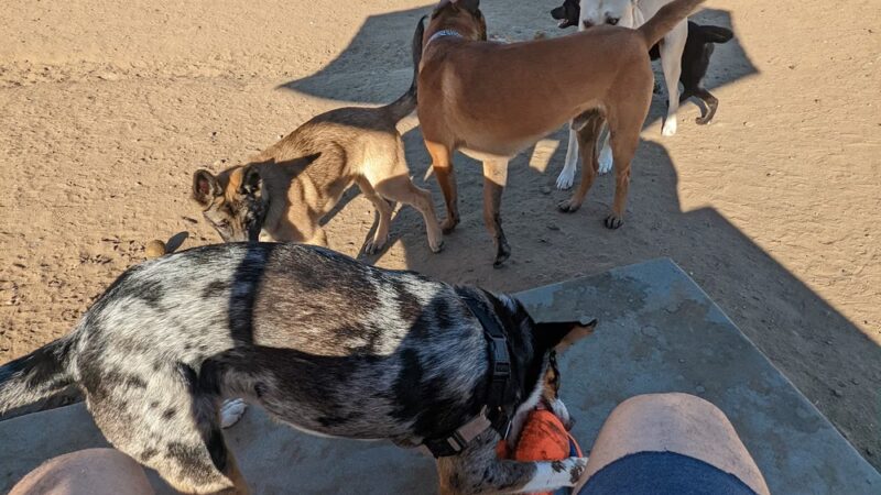 Dog Park - San Diego, CA