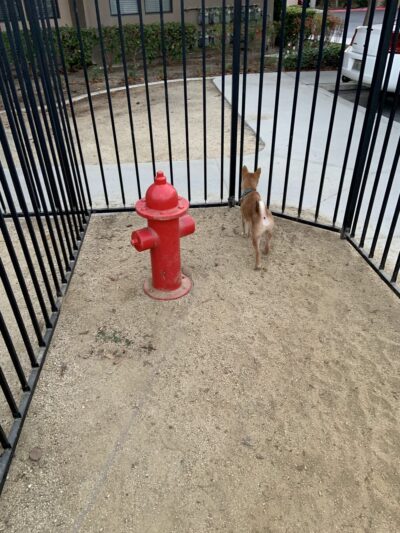 Dog Park - San Diego, CA