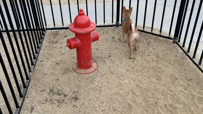 Dog Park - San Diego, CA