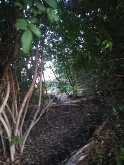 Gompers Park - San Diego, CA