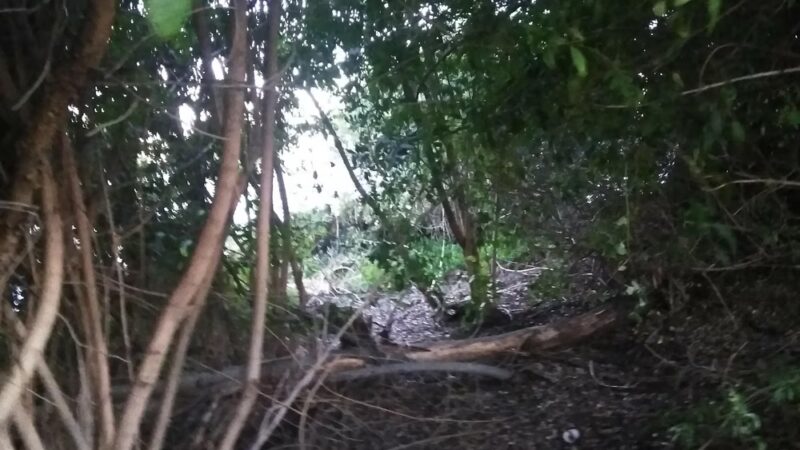 Gompers Park - San Diego, CA