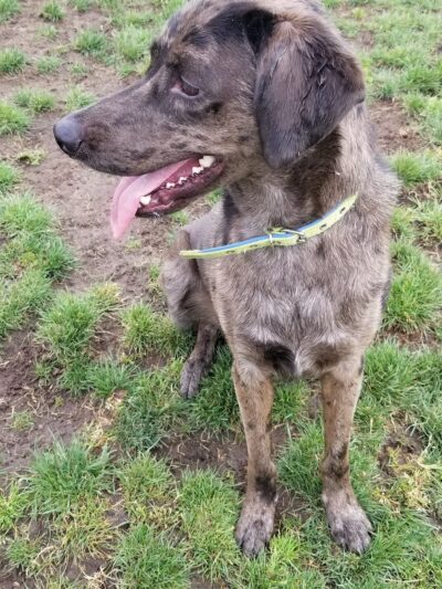 Lucy’s Dog Park - San Diego, CA