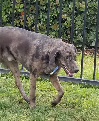 Lucy’s Dog Park - San Diego, CA