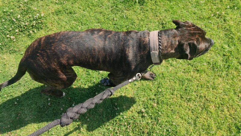 Alcott Park - San Diego, CA