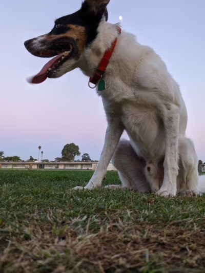 Alcott Park - San Diego, CA