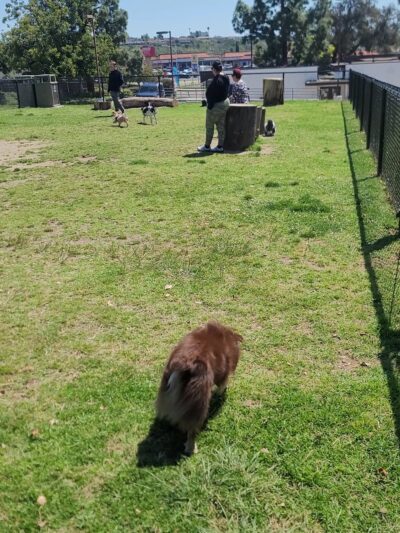 Allied Gardens Park - San Diego, CA