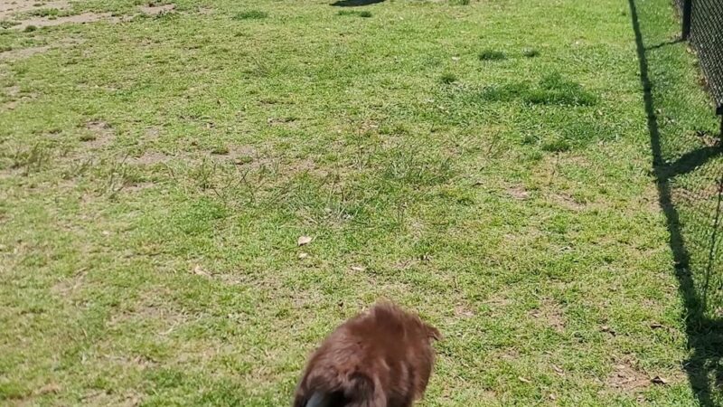 Allied Gardens Park - San Diego, CA