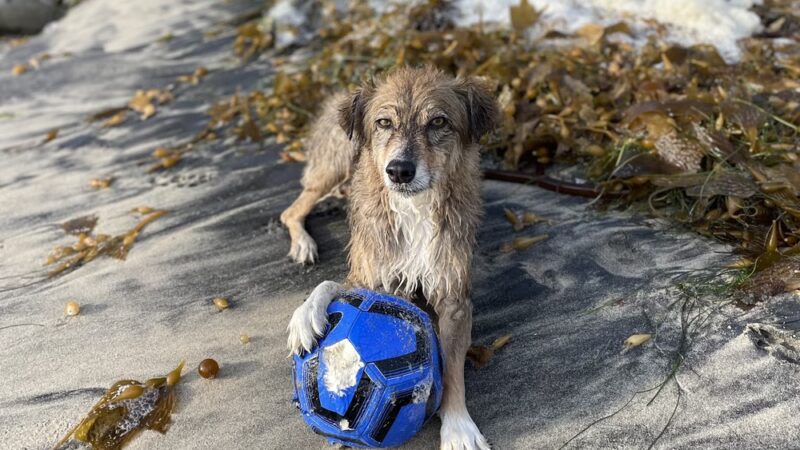 Casablanca Cove - San Diego, CA