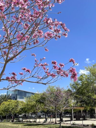 Centrum Dog Park - San Diego, CA