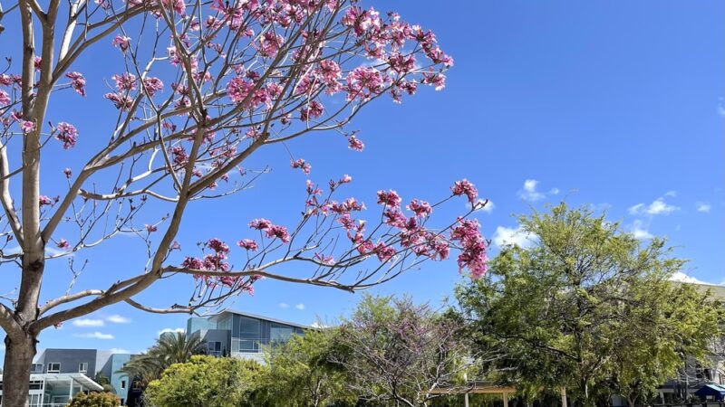 Centrum Dog Park - San Diego, CA