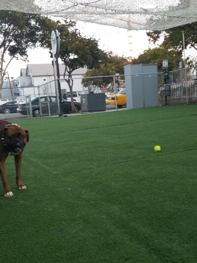 City Dog Park - San Diego, CA