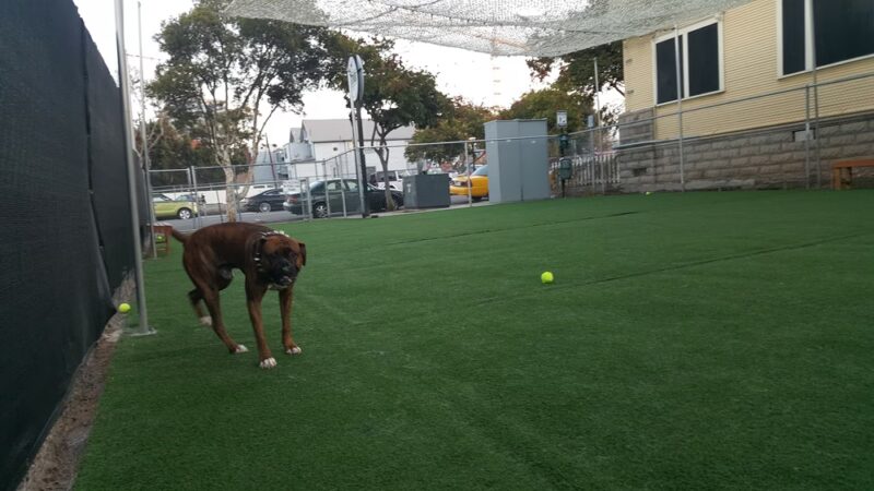 City Dog Park - San Diego, CA