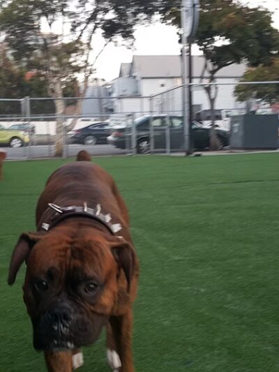 City Dog Park - San Diego, CA