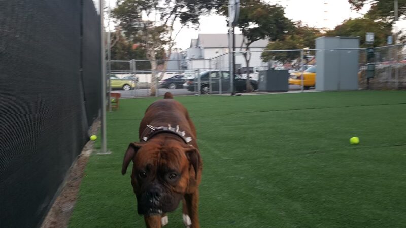 City Dog Park - San Diego, CA