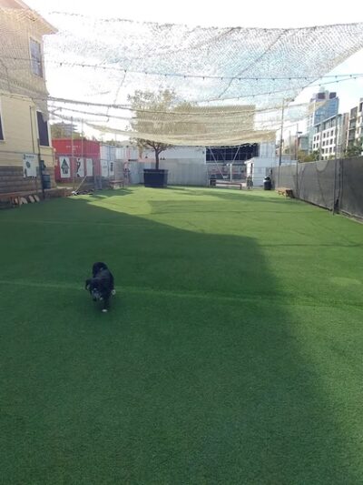 City Dog Park - San Diego, CA