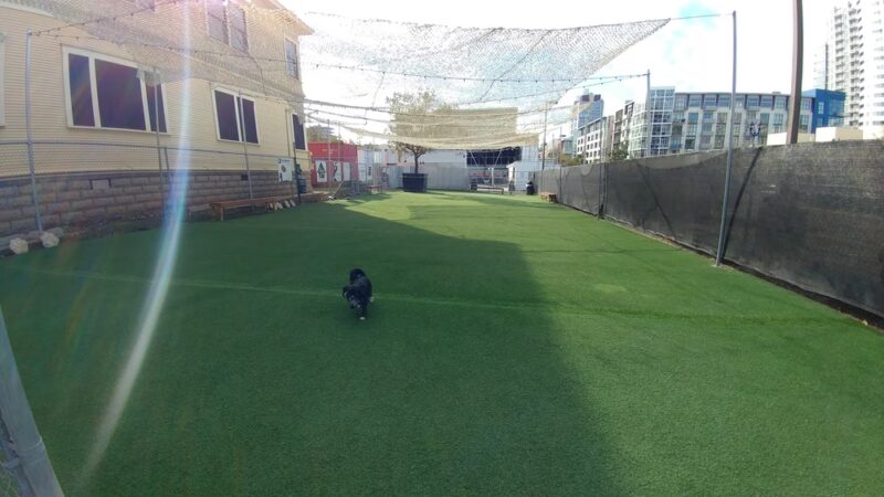 City Dog Park - San Diego, CA