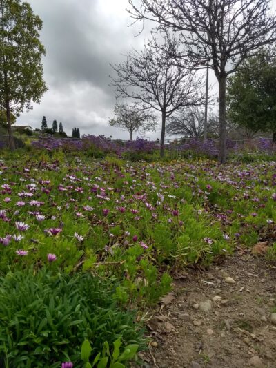 Dailard Park - San Diego, CA