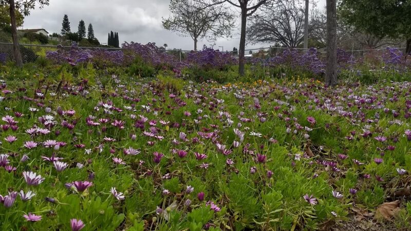 Dailard Park - San Diego, CA